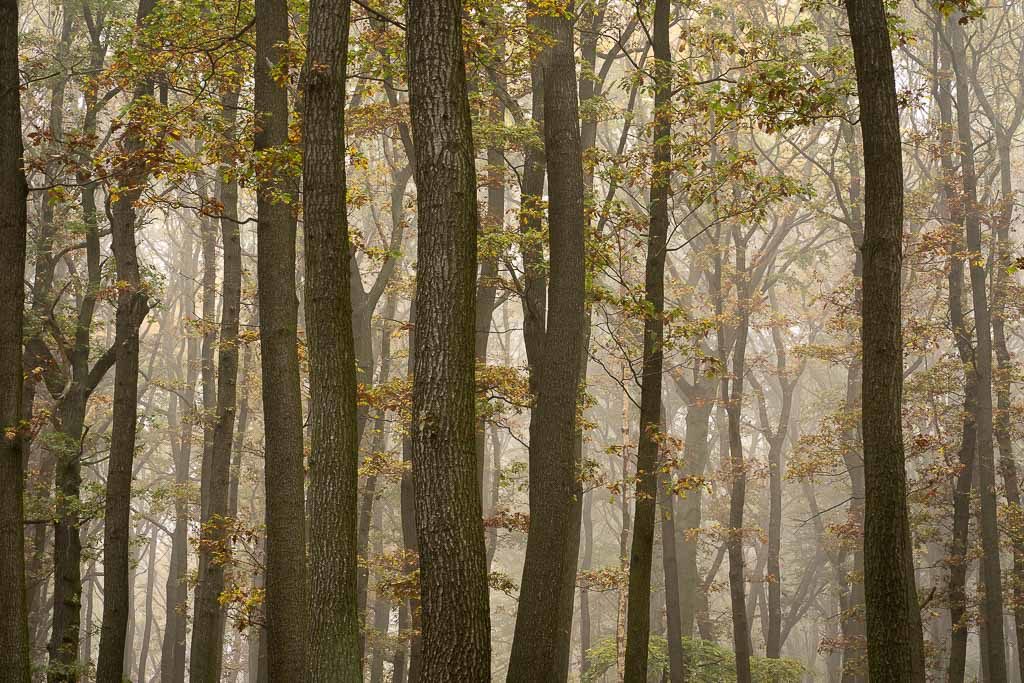 Fotoobraz - Stromy v mlze