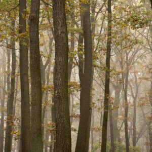 Fotoobraz - Stromy v mlze